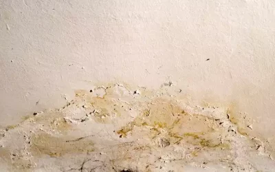 What Are Early Signs of Wet Basements and Crawl Spaces in Georgia?