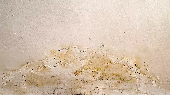 Peeling paint in basement