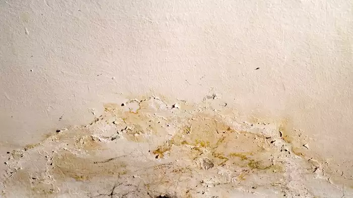 Peeling paint on basement walls